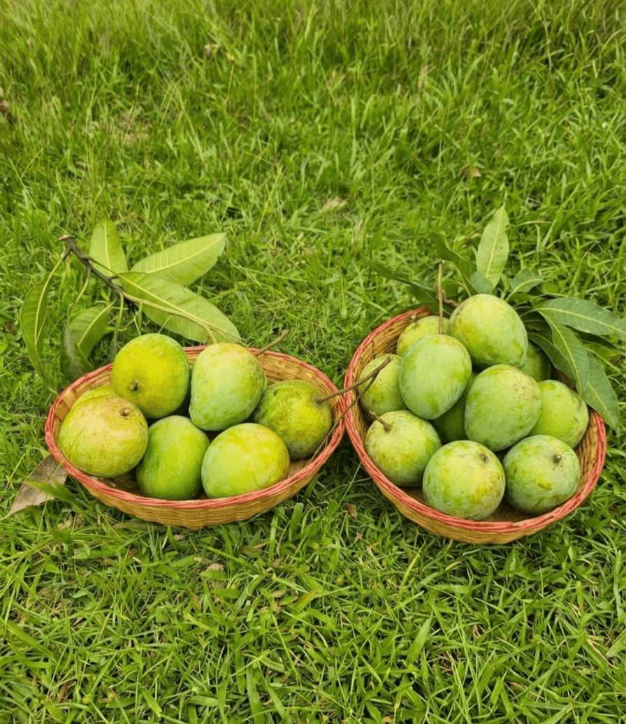 হাড়িভাঙ্গা আম 2
