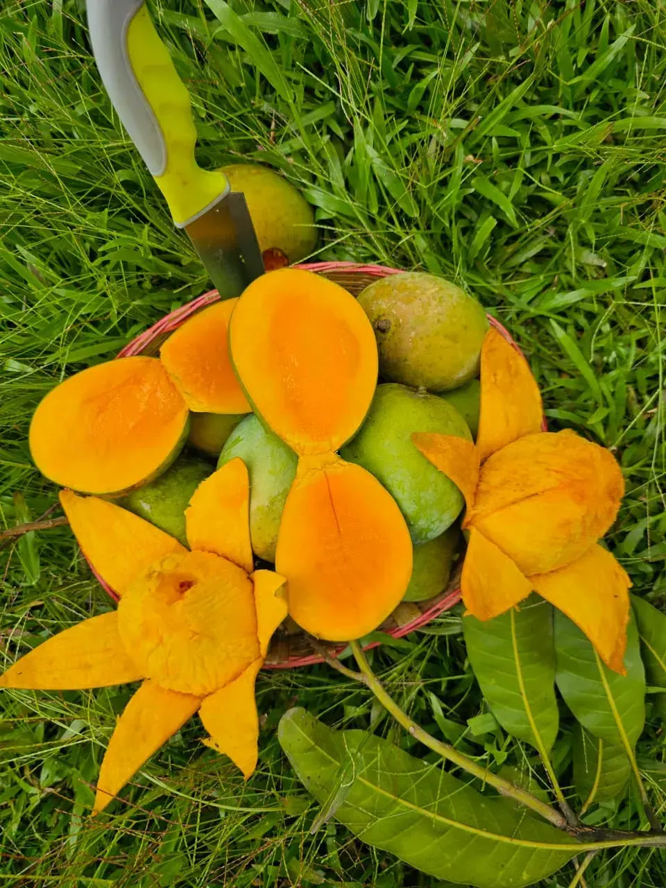 হাড়িভাঙ্গা আম 3