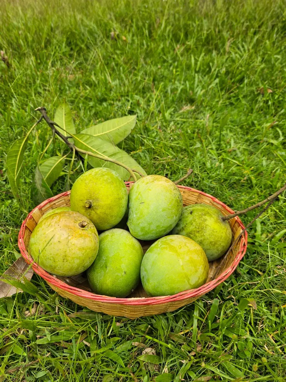 হাড়িভাঙ্গা আম 4