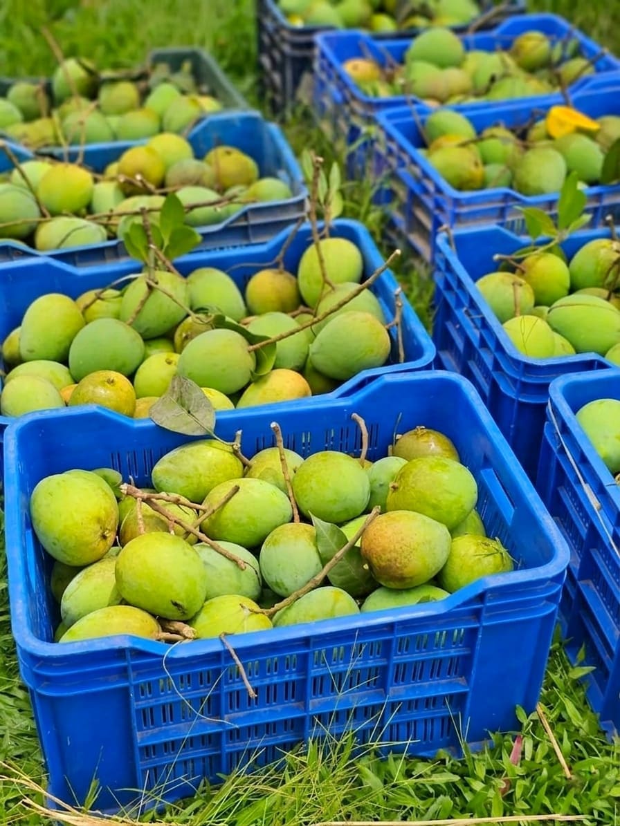 হাড়িভাঙ্গা আম 6