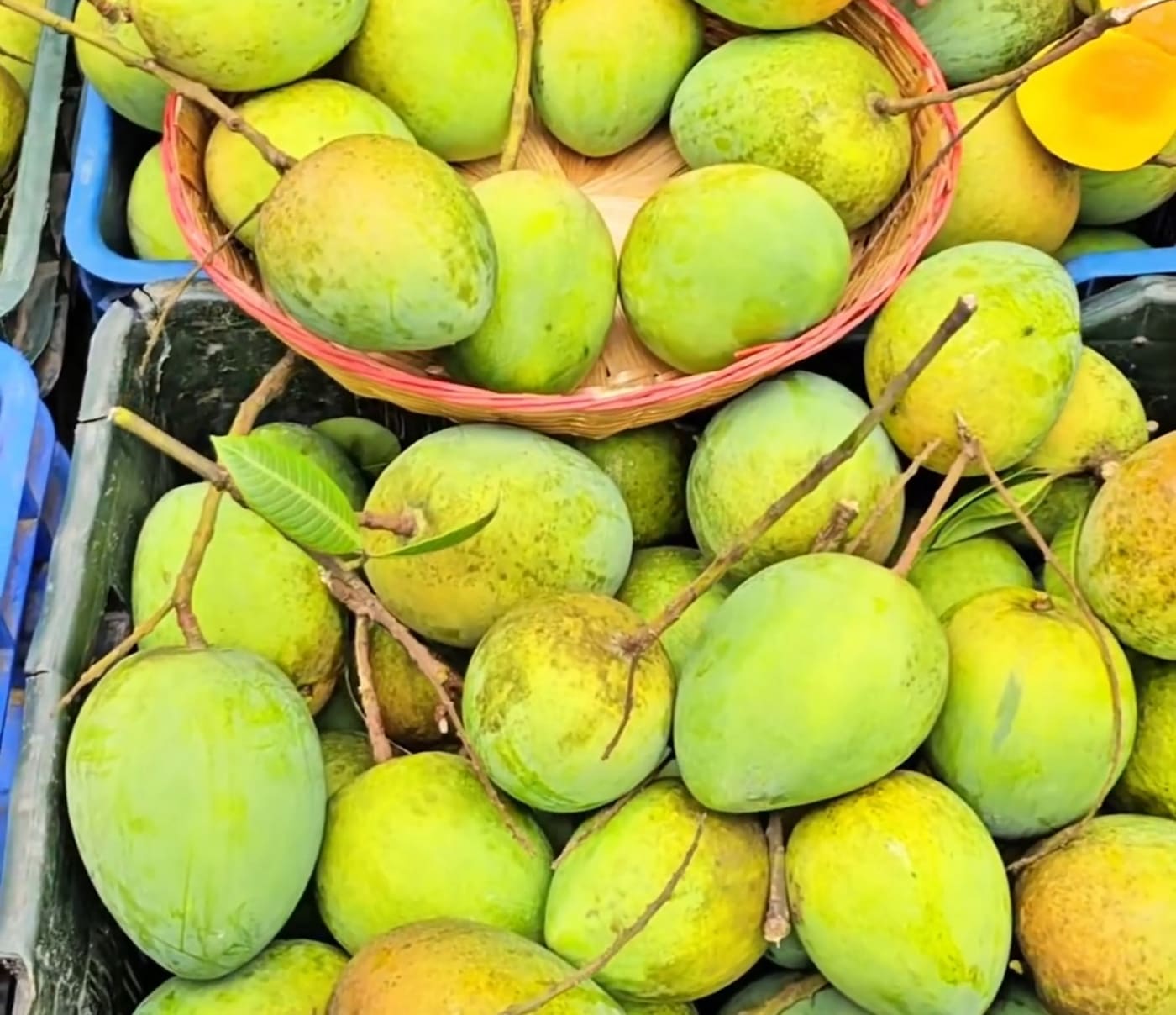 হাড়িভাঙ্গা আম 5