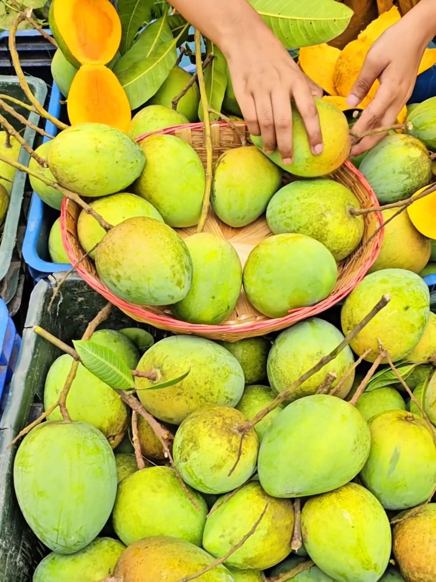 হাড়িভাঙ্গা আম 1