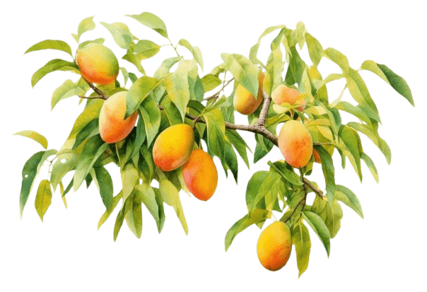 কেন আমাদের থেকে অর্ডার করবেন